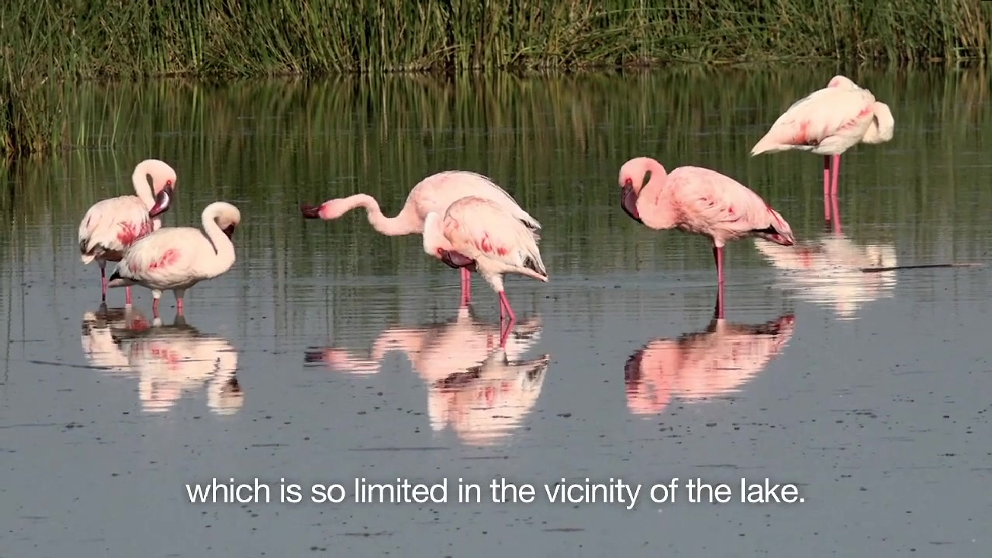 The Flamingo Factory